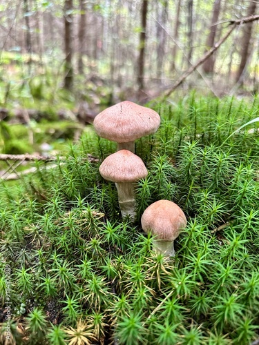 Three pinkish brown mushrooms red-banded webcap (Cortinarius armillatus) grow among bright green moss on a forest floor. Woodland fungi, mossy habitat, natural background, forest ecology.