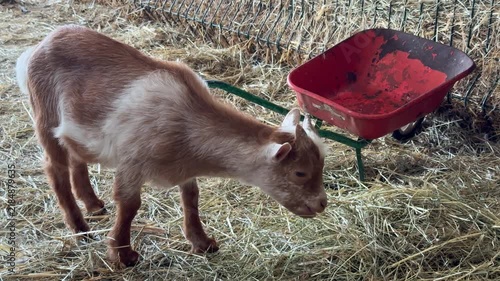 A Cute Baby Goat Kid Chews on Hay Inside a Rustic Barn at a Farm in France