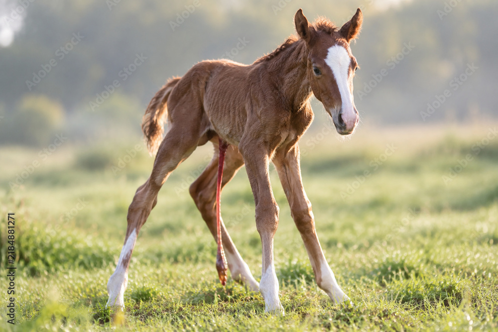 Obraz premium Newborn foal standing shakily on long legs with umbilical cord in grassy field.