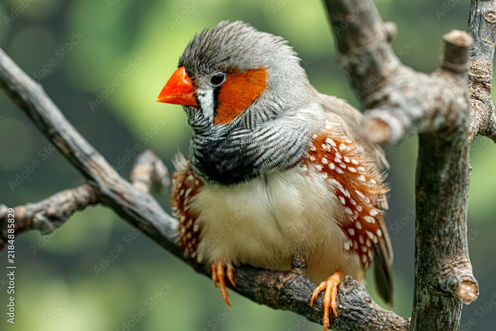 Obraz premium Detailed close up view of male zebra finch taeniopygia guttata species