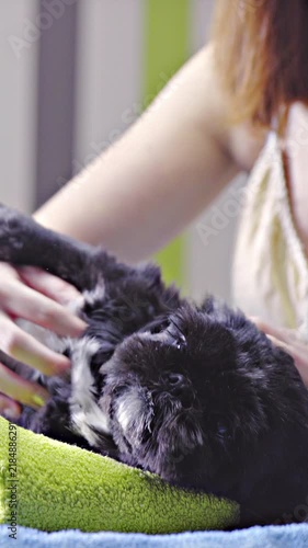 caressing cute dog lying on table at dog salon