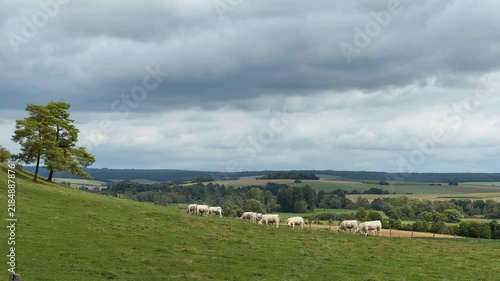 Extreme long shot of Cows grazing on a lush green pasture in France. An idyllic rural scene with a big cloudy sky over peaceful countryside.