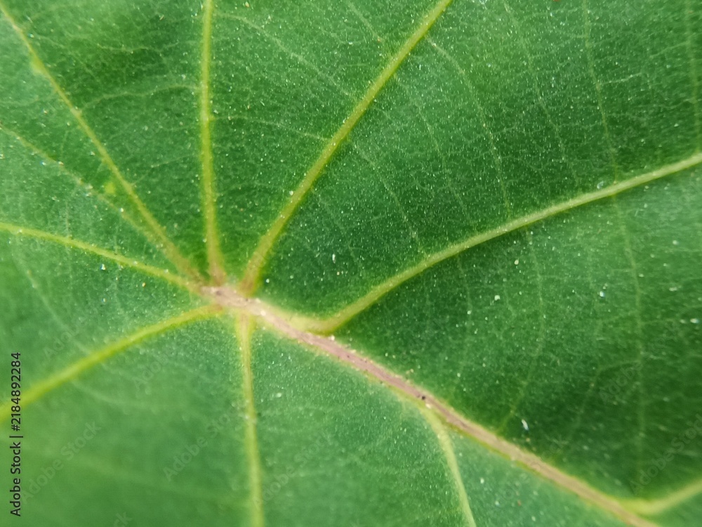 Macro photo of a green leaf showing its veins; 3D rendering and material; suitable for backgrounds, wallpapers, presentations, and natural settings.