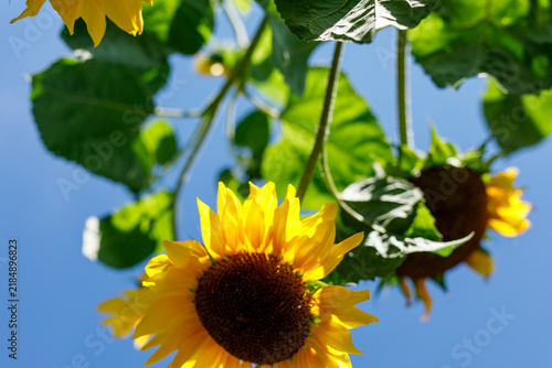 Bright yellow sunflowers and green leaves against a clear blue sky, a beautiful summer nature scene.