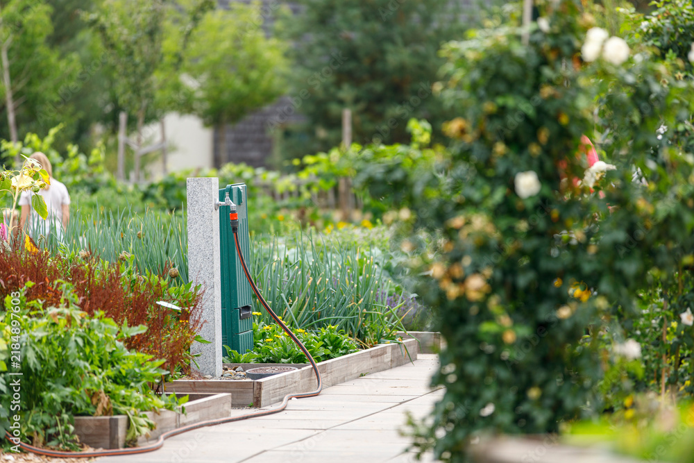 Obraz premium A vibrant home garden featuring a water tap, hose, raised beds, and various green plants.