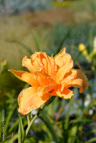 Foto A vibrant double orange blossom of a daylily plant blooming on a green stem in s