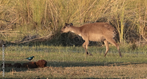 Obraz na płótnie Sitatunga