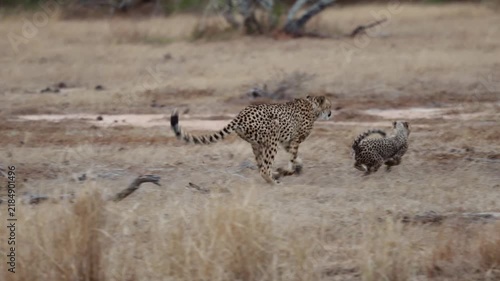  a Cheetah mother chasing her cub