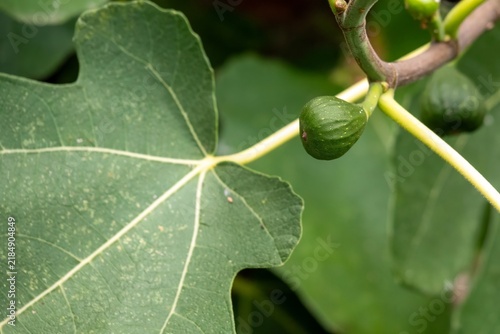 Bild auf Leinwand close up of figs growing on a fig tree in Autumn