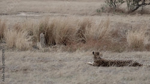  the cheetah cubs playing hide-and-seek in tall grass