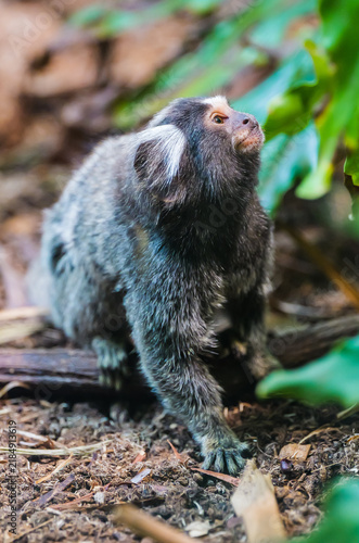 Canvastavla HD common marmoset (white-eared marmoset) looking up in a close-up shot