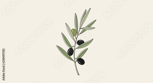Hand drawn olive branch vector illustration featuring green leaves and ripe black and green olives