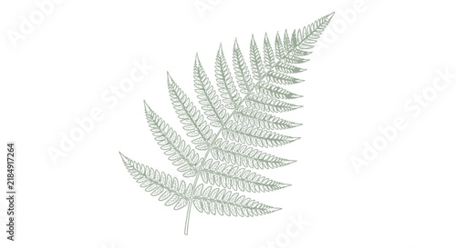Detailed green fern leaf vector illustration on a clean white background representing nature