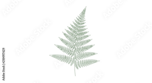 Delicate pale green fern frond isolated on a clean white background, creating a minimalist and serene botanical illustration
