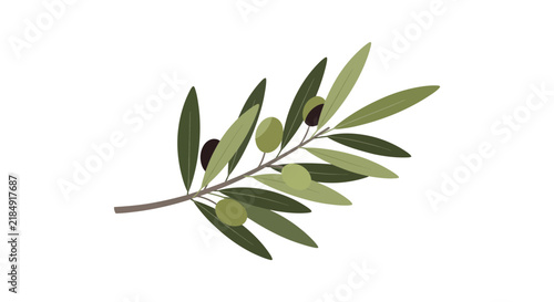 Fresh green olive branch with leaves and ripe olives illustration, vector nature design element