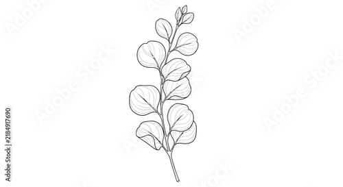 Minimalist Line Art Vector Illustration of a Delicate Eucalyptus Branch with Leaves