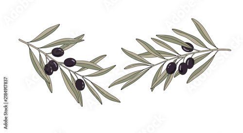 Hand drawn vector illustration of two olive branches with black olives and green leaves, isolated on white background