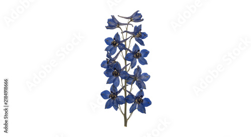 Fotografie Delicate blue delphinium flower stalk with multiple blossoms against a white bac