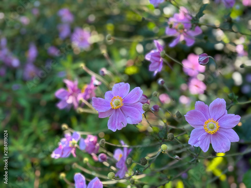 Blooming vibrant pink purple Anemone hupehensis autumn garden flowers close up, floral wallpaper background with Autumn Anemone flowers