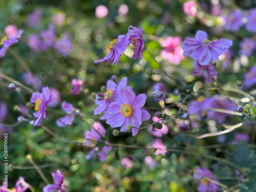 Blooming vibrant pink purple Anemone hupehensis autumn garden flowers close up, floral wallpaper background with Autumn Anemone flowers