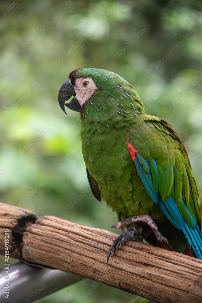Obraz premium Chestnut fronted macaw close up portrait showing green plumage and dark beak
