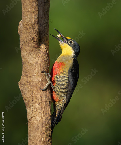 pajaro carpintero arco iris comiendo ave