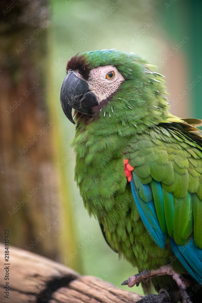 Fototapeta premium Chestnut fronted macaw close up portrait showing green plumage and dark beak