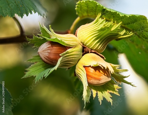 close up view of two hazelnuts on a hazelnut tree