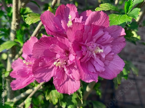 Photography cluster of four ruffled magenta pink rose of Sharon flowers is early sunlight