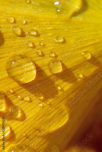 rain drops on a ginkgo leaf