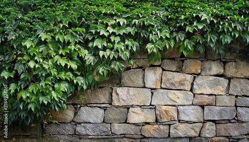 a stone wall partially covered with green ivy leaves