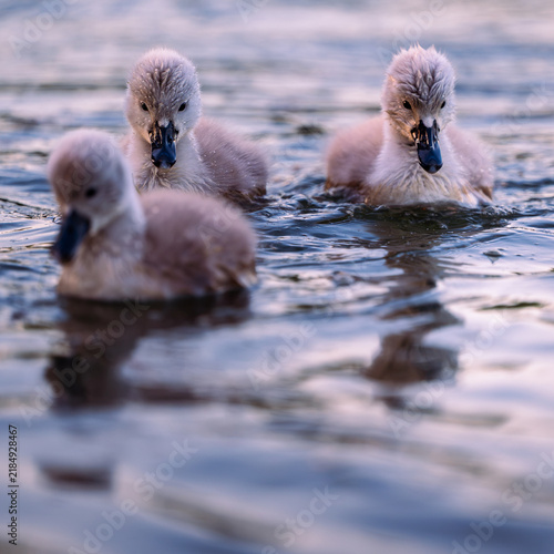 cygnet in the river, Baby swan, water, lake, family, father, mother