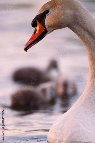 cygnet in the river, Baby swan, water, lake, family, father, mother