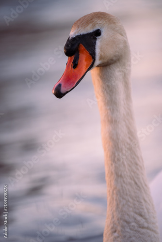 cygnet in the river, Baby swan, water, lake, family, father, mother
