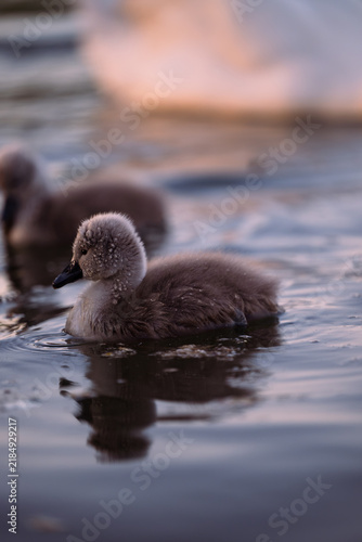 Фотография cygnet in the river, Baby swan, water, lake, family, father, mother