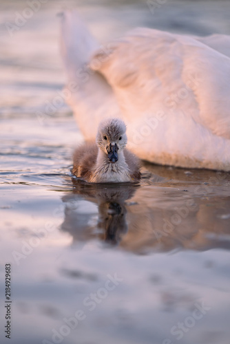 cygnet in the river, Baby swan, water, lake, family, father, mother