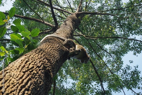 Photography A low-angle photo shows a wild macaque monkey perched on a tall tree branch surrounded by green leaves and twigs under a clear sky in a tropical forest