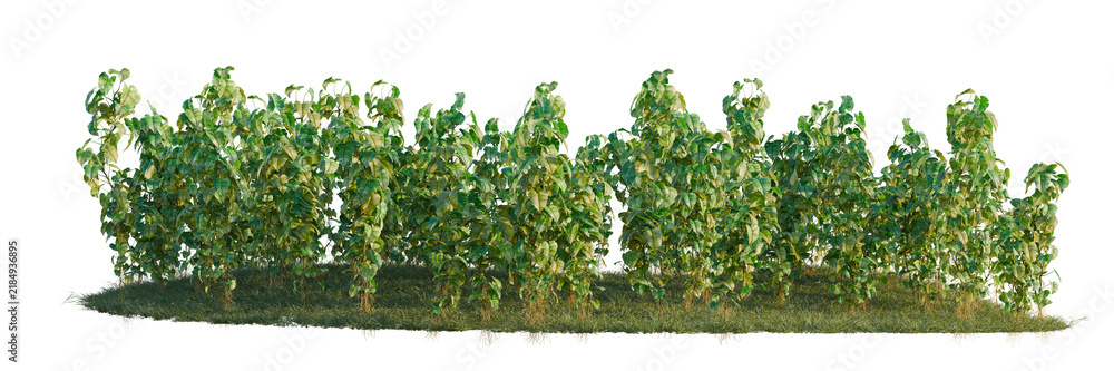 Obraz premium Epipremnum aureum tree shrub, plant bush, cutout, isolate transparent background, Dense green bush with vibrant foliage isolated on a transparent background, perfect for landscaping design.