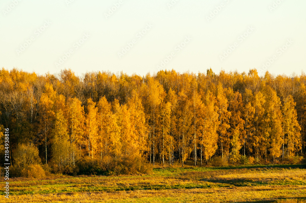 Obraz premium Autumn landscape background with a dense forest of golden trees standing on a grassy field. A pale sky above the vibrant October foliage