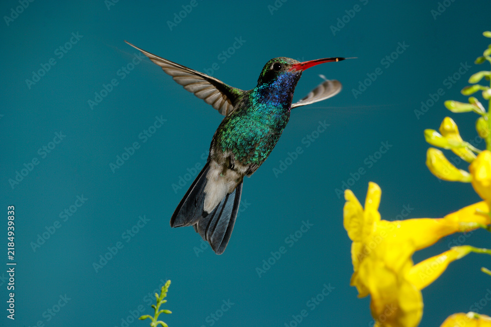 Fototapeta premium Broad-billed hummingbird hovering near flowers