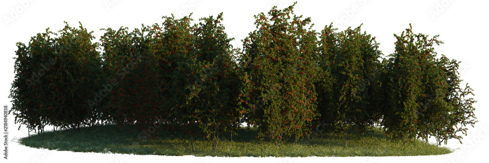 Obraz premium Pyracantha coccinea tree shrub, plant bush, cutout, isolate transparent background, Row of fruit trees with ripe berries on a patch of grass, isolated on transparent background