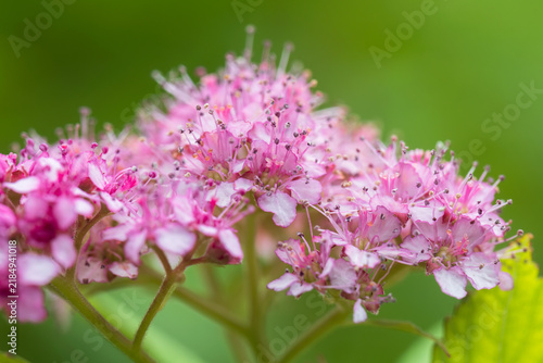 Plakat Japanese meadowsweet