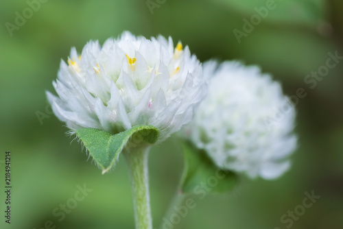 Naklejka globe amaranth