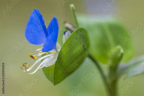 Plakat Asiatic dayflower