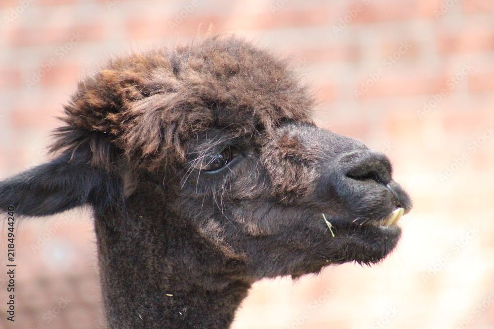 Obraz premium Alpaca / Lama hanging at the Pittsburgh Zoo and Aquarium
