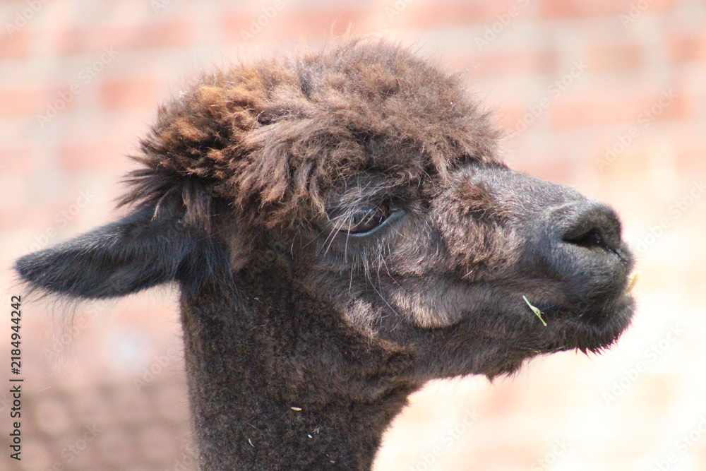 Obraz premium Alpaca / Lama hanging at the Pittsburgh Zoo and Aquarium