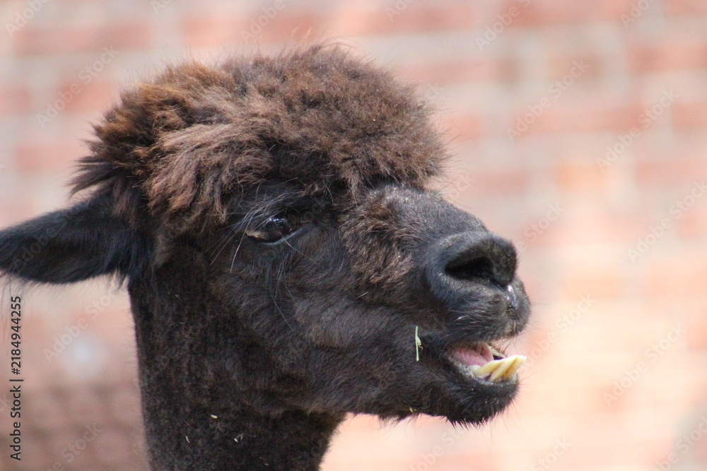 Obraz premium Alpaca / Lama hanging at the Pittsburgh Zoo and Aquarium