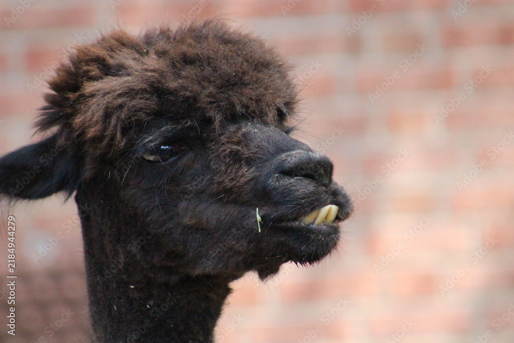 Obraz premium Alpaca / Lama hanging at the Pittsburgh Zoo and Aquarium