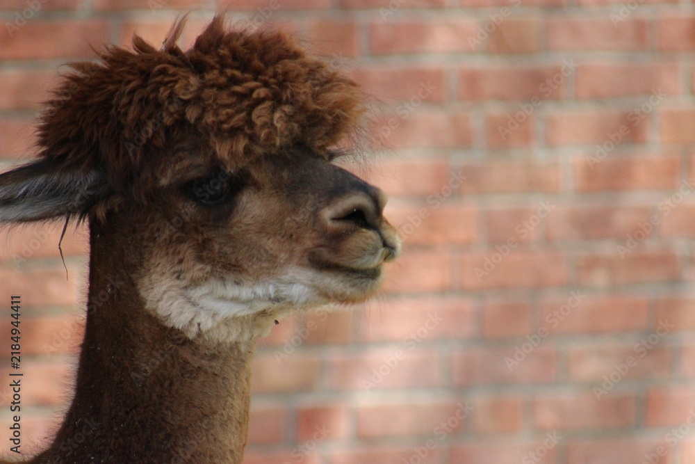 Obraz premium Alpaca / Lama hanging at the Pittsburgh Zoo and Aquarium