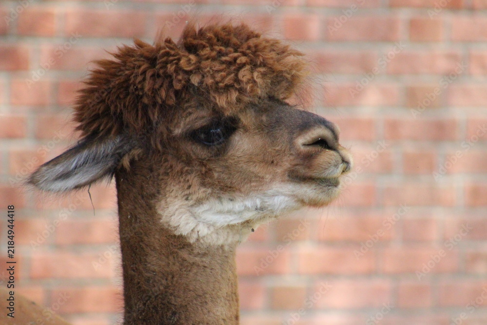 Obraz premium Alpaca / Lama hanging at the Pittsburgh Zoo and Aquarium